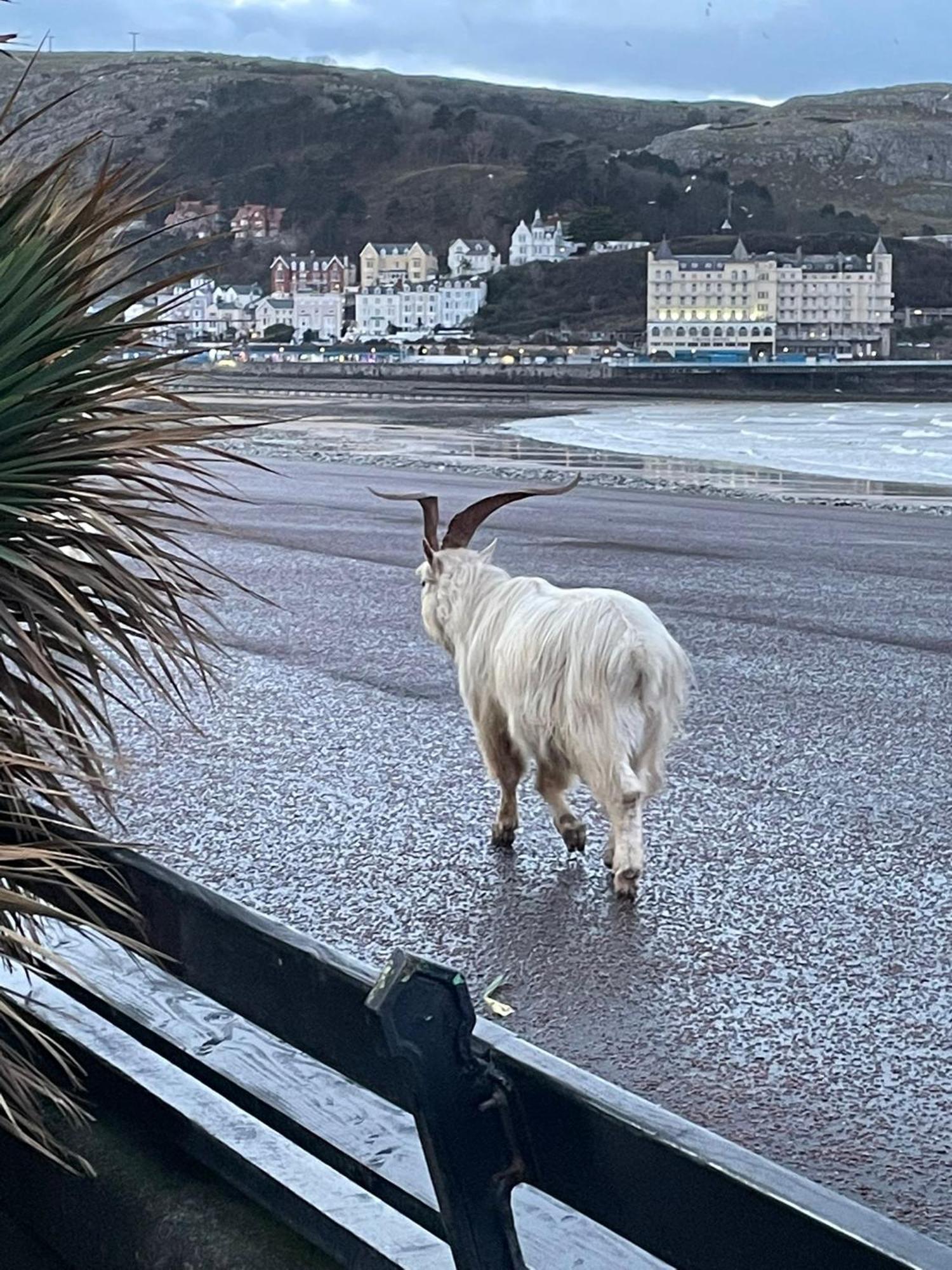 Glan Y Mor Hotel (Adults Only) Llandudno Eksteriør billede